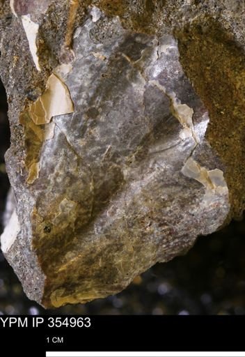 undet. Mollusca