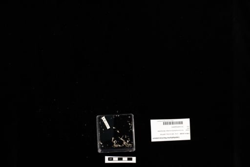 Lepidophyma flavimaculatum