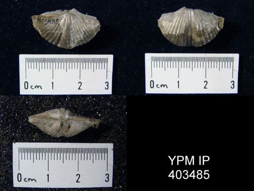 Spirifer increbescens