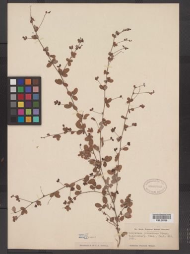 Lespedeza procumbens