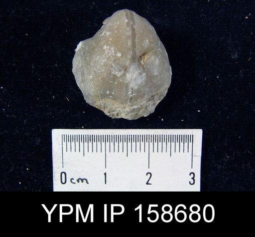 Pentamerus oblongus