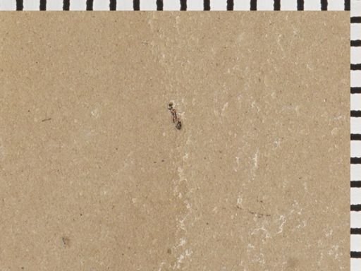 undet. Hymenoptera