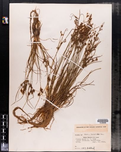 Juncus tenuis