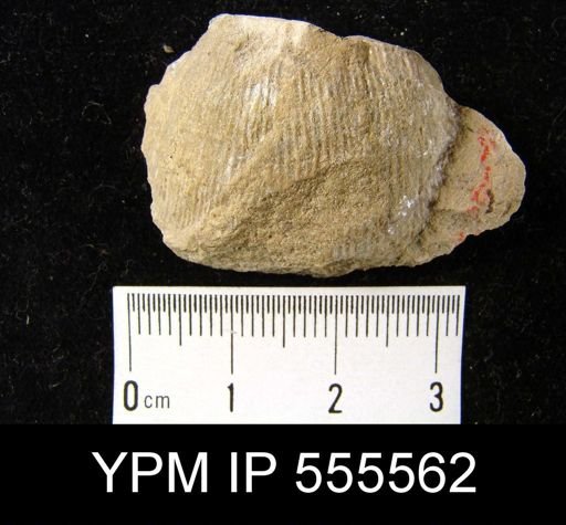 Productus cora