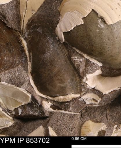 Parallelodon sp.
