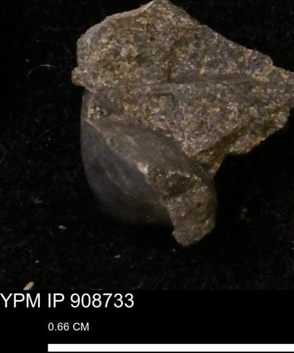 Protocardia sp.