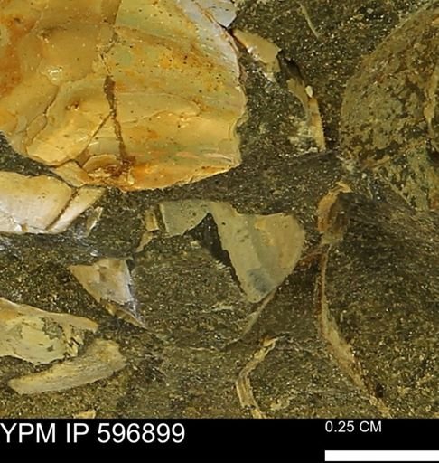 undet. Bivalvia