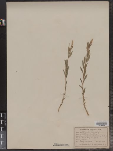 Polygala senega