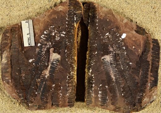 Pecopteris squamosa
