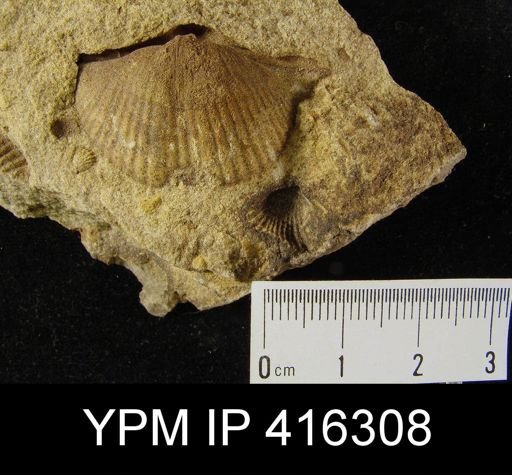 Tylothyris?