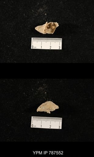 undet. Brachiopoda