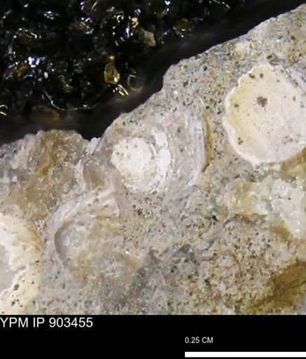 Corbulamella?