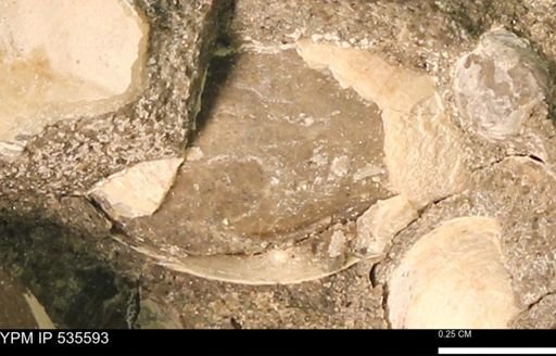 Protocardia subquadrata