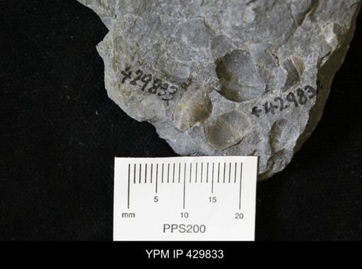Ambocoelia umbonata