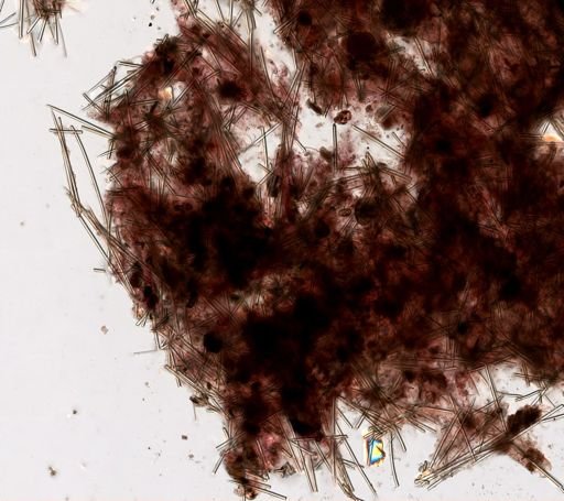 Forcepia thielei