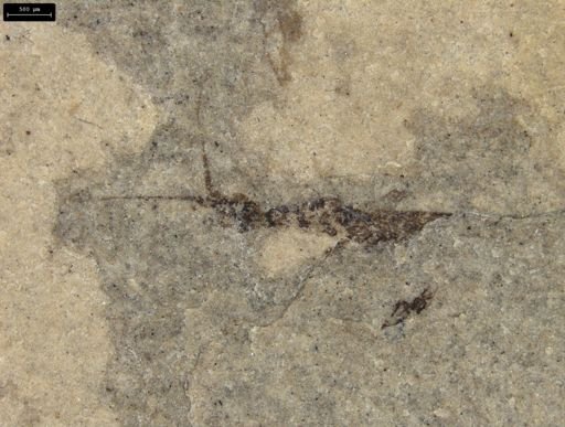 Hymenoptera?