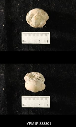 Illaenus crassicauda