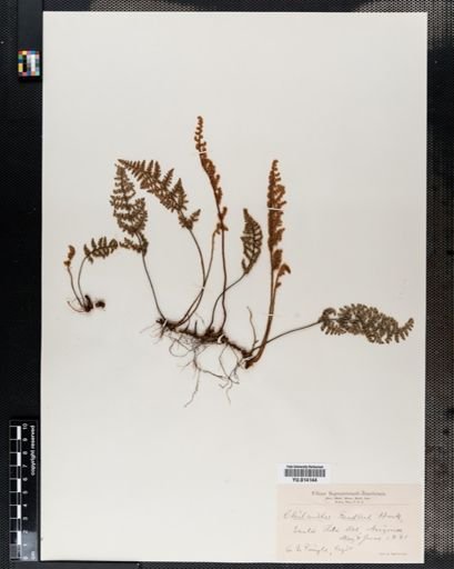 Cheilanthes
