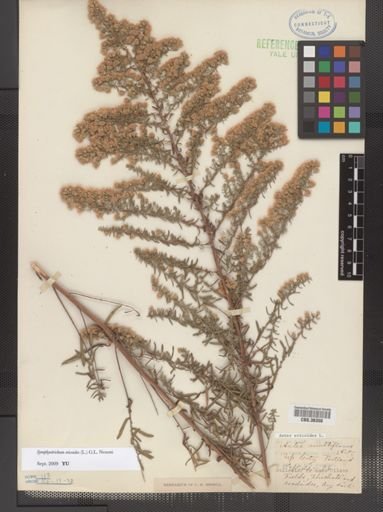 Symphyotrichum ericoides