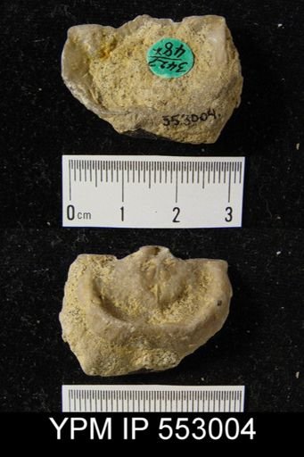 Leptaena rhomboidalis