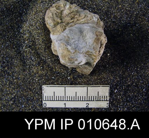 Productus multistriatus