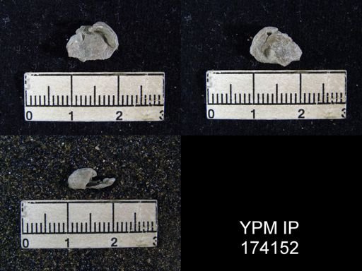 Marginifera splendens