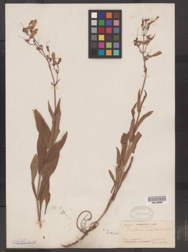 Penstemon hirsutus
