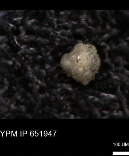 undet. Foraminiferida