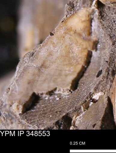 undet. Bivalvia