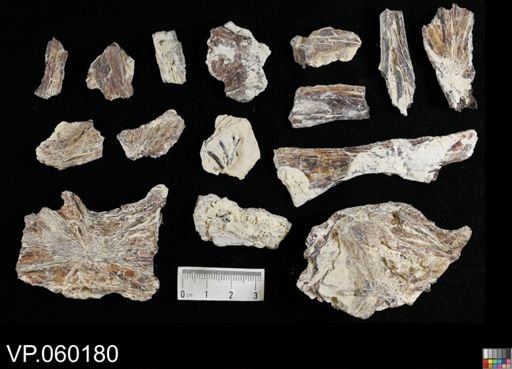 undet. Actinopterygii