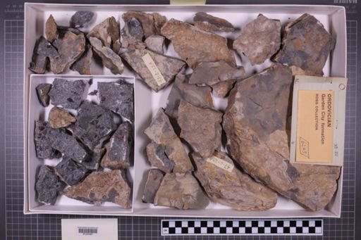 mixed taxa, stratigraphic collection