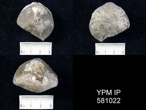 Plethorhyncha pleiopleura