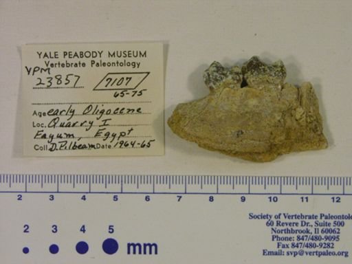 Hyracoidea