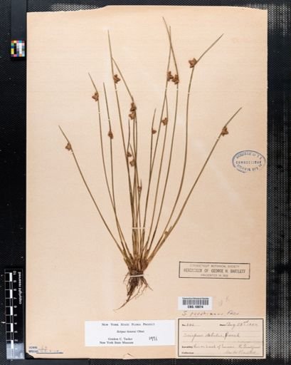 Scirpus hotarui