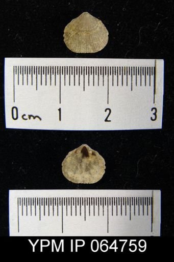 Mendacella cliftonensis