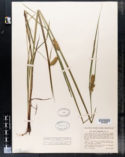 Carex tuckermanii