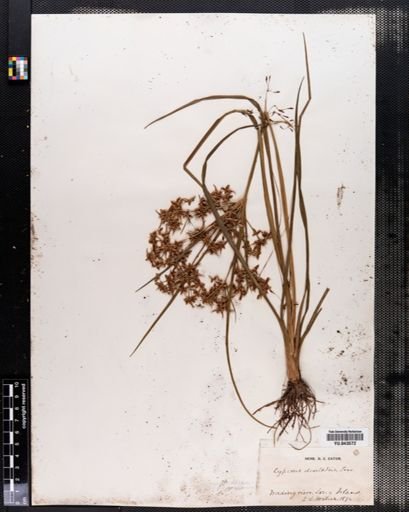 Cyperus dentatus