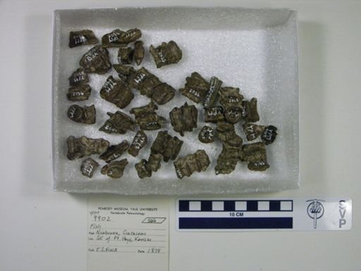 undet. Actinopterygii