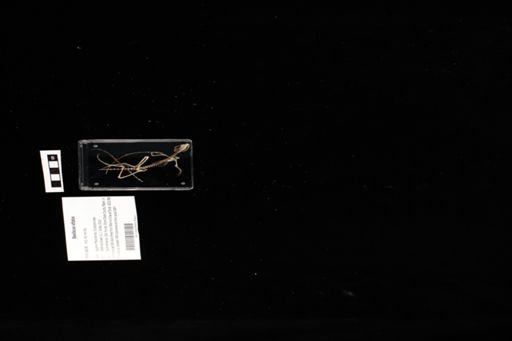 Basiliscus vittatus