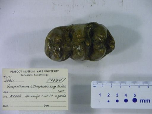 Gomphotherium angustidens