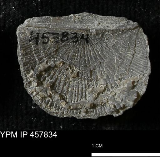 Strophodonta sp.