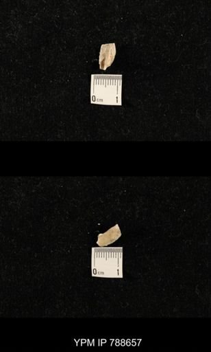 undet. Brachiopoda