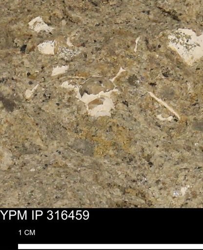 undet. Mollusca
