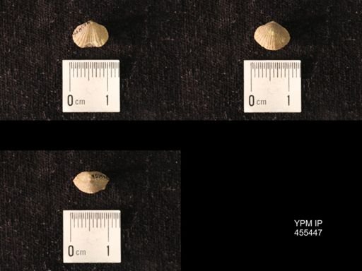 Platystrophia morrowensis
