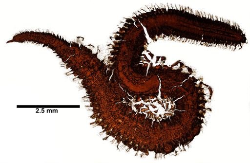 Eulalia bilineata