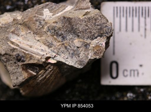 Discoscaphites sp.