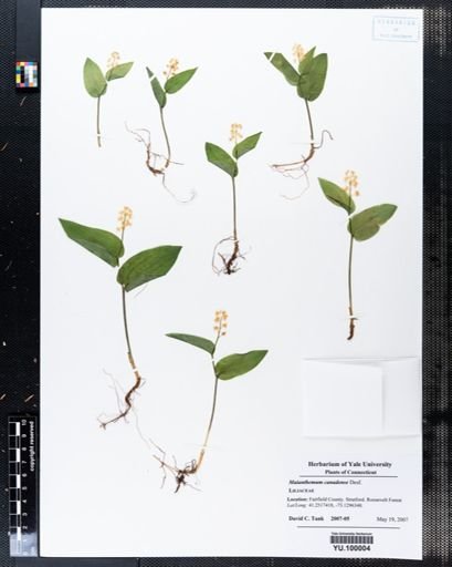Maianthemum canadense