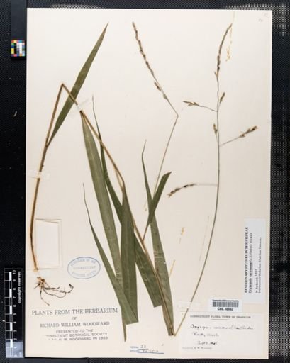 Oryzopsis racemosa