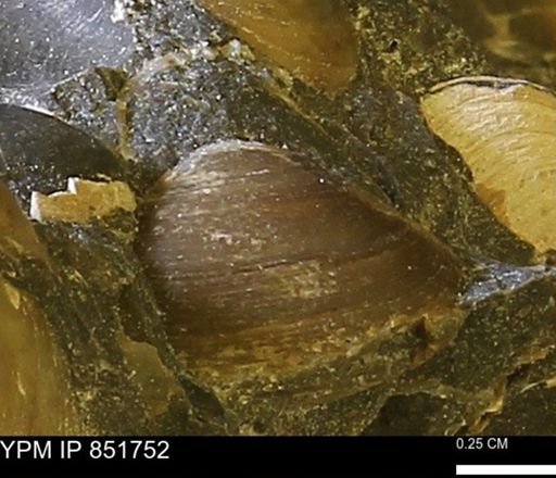 Limopsis striatopunctatus