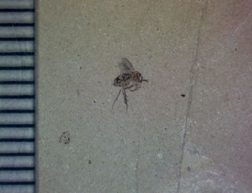 undet. Diptera